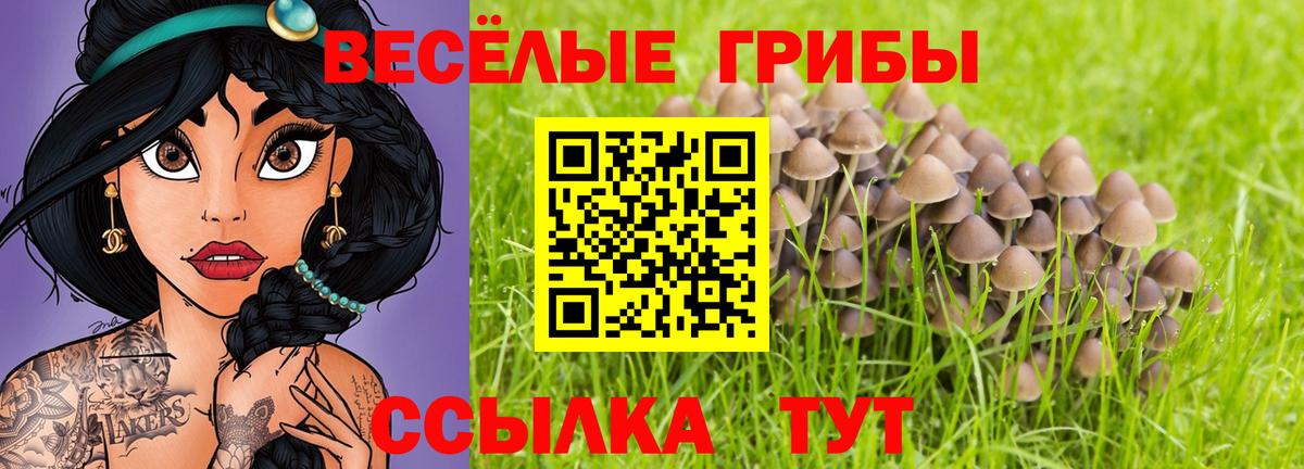 Псилоцибиновые грибы Cubensis Сыктывкар